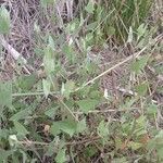Atriplex prostrata leaf picture by García Calero Cristina (cc-by-sa)