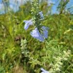 Salvia azurea flower picture by Railey (cc-by-sa)