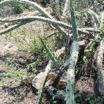 Harrisia pomanensis habit picture by Trap Hers (cc-by-sa)