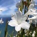 Watsonia borbonica flower picture by Aline Mulot (cc-by-sa)