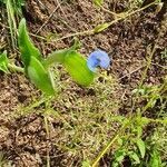 Commelina latifolia fruit picture by susan brown (cc-by-sa)