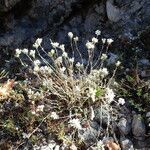 Arenaria aggregata habit picture by Sylvain Piry (cc-by-sa)