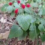 Salvia coccinea buc'hoz ex leaf picture by fulai fulai (cc-by-sa)