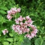 Valeriana officinalis flower picture by mdiest (cc-by-sa)