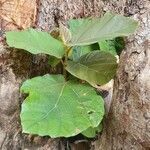 Ficus vallis-choudae leaf picture by susan brown (cc-by-sa)
