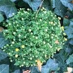 Chrysanthemum indicum habit picture by tdb (cc-by-sa)