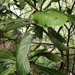 Camptotheca acuminata leaf picture by Dieter Albrecht (cc-by-sa)