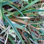 Carex baldensis leaf picture by Franco Colnago (cc-by-sa)