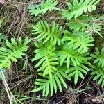 Polypodium cambricum habit picture by Sans Attaches (cc-by-sa)