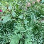 Salvia viridis habit picture by laurent boniface (cc-by-sa)
