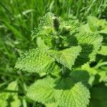 Mentha spicata leaf picture by Susanna Sandvoss (cc-by-sa)