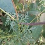 Cosmos caudatus leaf picture by Busy bee (cc-by-sa)