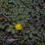 Neptunia plena habit picture by Nelson Zamora Villalobos (cc-by-nc)