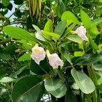 Tabebuia heterophylla flower picture by Trap Hers (cc-by-sa)
