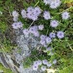 Globularia cordifolia flower picture by ciriaco (cc-by-sa)