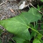 Fallopia convolvulus leaf picture by dewara (cc-by-sa)