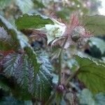 Rubus tricolor flower picture by walabok djammarek (cc-by-sa)