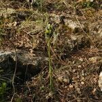 Ophrys fusca habit picture by Paul FRANCK (cc-by-sa)