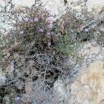 Limonium cordatum habit picture by piva patrizia (cc-by-sa)