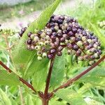 Sambucus ebulus fruit picture by Jacques Maréchal (cc-by-sa)