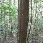 Pouteria guianensis habit picture by D. Frame (cc-by-sa)
