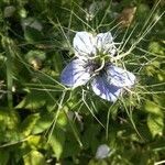 Nigella sativa flower picture by kafaktor (cc-by-sa)