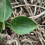 Viola pyrenaica leaf picture by Fabien Anthelme (cc-by-sa)