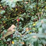Cotoneaster dammeri fruit picture by Luke Gibbons (cc-by-sa)