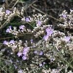 Limonium dichotomum flower picture by Diego Alex (cc-by-sa)