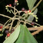 Leandra mexicana fruit picture by Nelson Zamora Villalobos (cc-by-nc)