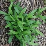 Myosotis arvensis leaf picture by C C H (cc-by-sa)