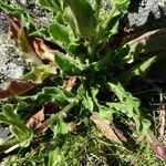 Hieracium amplexicaule leaf picture by Alain Bigou (cc-by-sa)