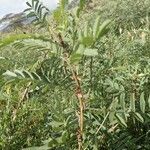 Indigofera arrecta habit picture by susan brown (cc-by-sa)