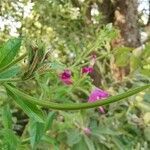 Epilobium hirsutum fruit picture by Tomaž Jančar (cc-by-sa)