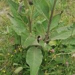 Verbascum nigrum leaf picture by Joan Francesc (cc-by-sa)