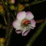Blakea maurofernandeziana flower picture by Nelson Zamora Villalobos (cc-by-nc)