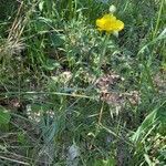 Ranunculus illyricus habit picture by Laszlo T (cc-by-sa)
