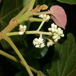 Christiana africana flower picture by Nelson Zamora Villalobos (cc-by-nc)