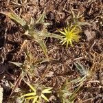 Carlina racemosa leaf picture by Maarten Vanhove (cc-by-sa)