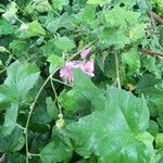 Malva thuringiaca habit picture by Gilbert Launay (cc-by-sa)
