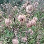 Arctium lappa fruit picture by Bea Van Ransbeeck (cc-by-sa)