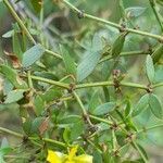 Larrea divaricata leaf picture by Trap Hers (cc-by-sa)