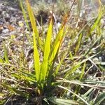 Poa chaixii leaf picture by Jean-François Baudin (cc-by-sa)