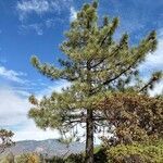 Pinus coulteri habit picture by WoodDude (cc-by-sa)