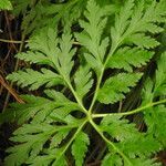 Geranium palmatum leaf picture by Steve Orridge (cc-by-sa)