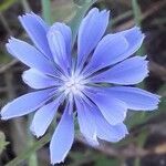 Cichorium intybus flower picture by attila szilvagyi (cc-by-sa)