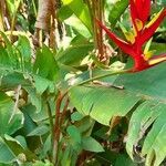 Heliconia subulata habit picture by Trap Hers (cc-by-sa)