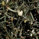 Ephedra chilensis fruit picture by Daniel Barthelemy (cc-by-nc)
