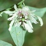 Passiflora vespertilio flower picture by Daniel Barthelemy (cc-by-nc)