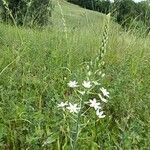 Ornithogalum pyramidale flower picture by Ilaria Mosti (cc-by-sa)
